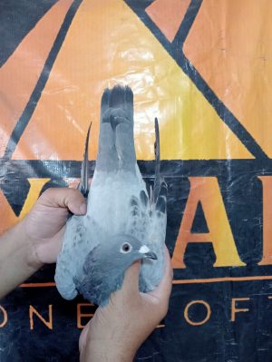 Alternative view of طير الحج عبدو الارضي