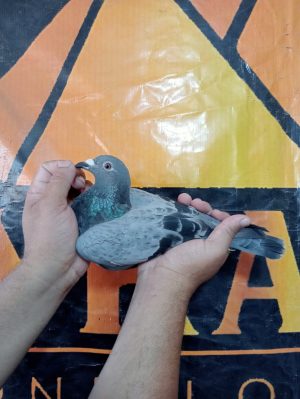 طير الحج عبدو الارضي