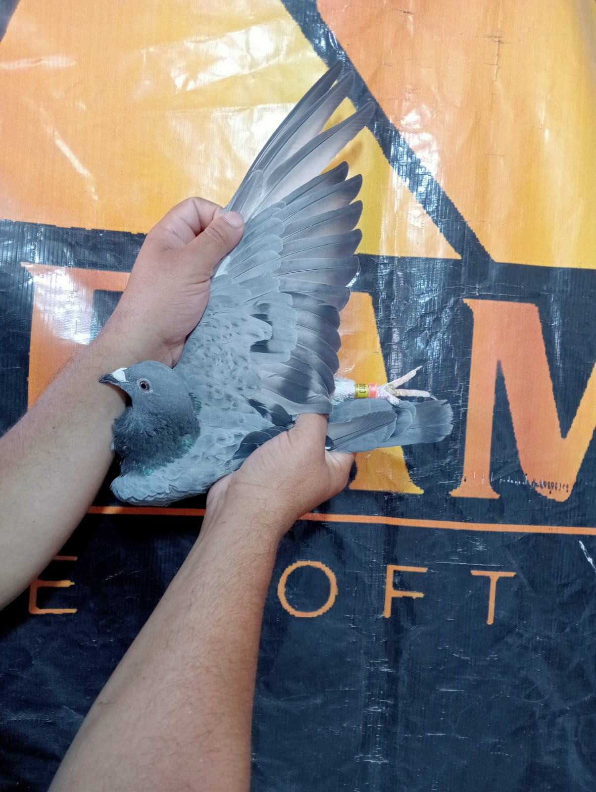 طير الحج عبدو الارضي - Image 3