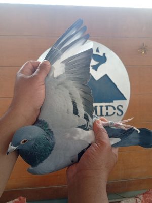 طير الاسطورة استاذ مصطفي السمري