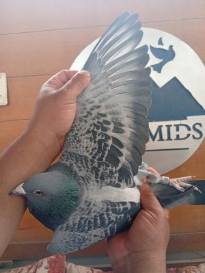 طير الاسطورة استاذ مصطفي السمري/2