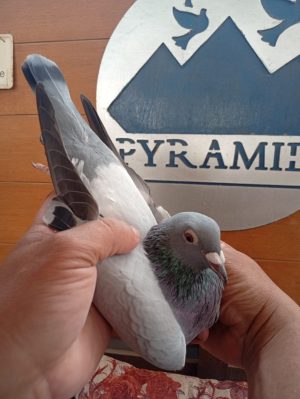 Alternative view of طير البطل حمد الصواغ