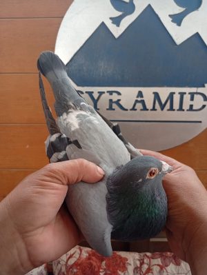 Alternative view of طير الفيلكاوي لوفت /1