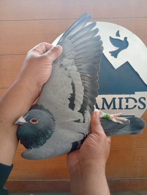 طير الفيلكاوي لوفت /1