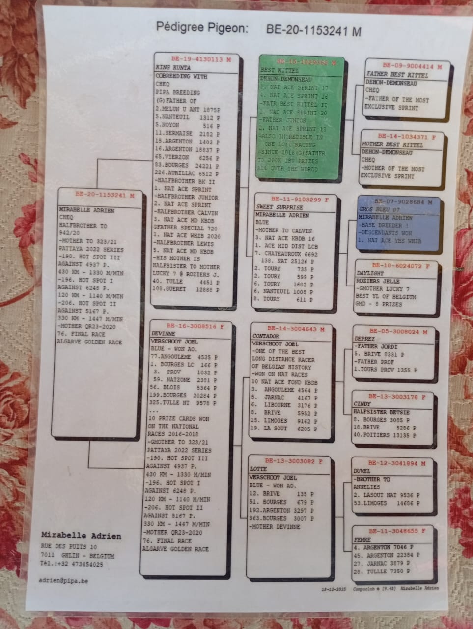 طير ادريان ماربل - Image 3