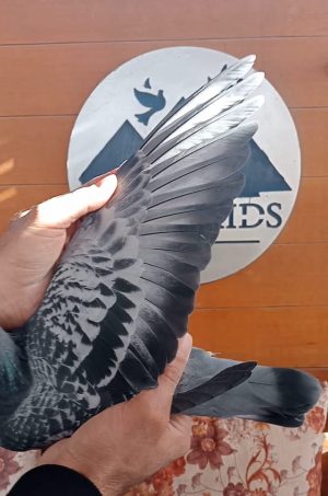 Alternative view of طير ادريان ماربل