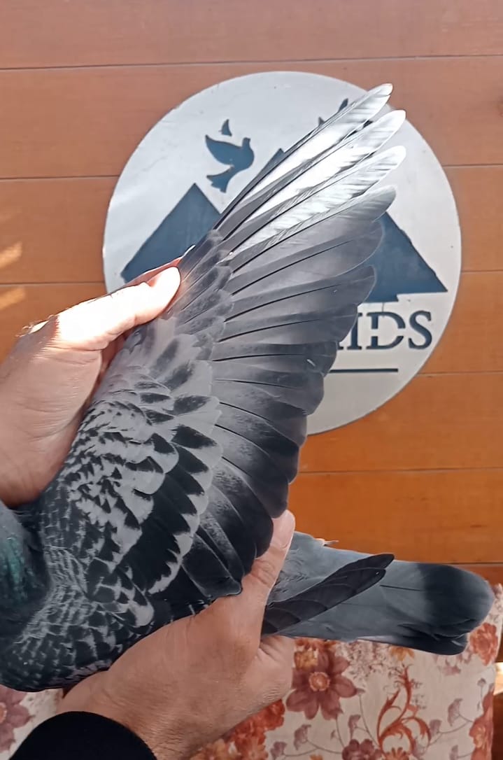 طير ادريان ماربل - Image 2