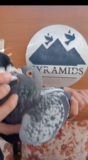 طير ادريان ماربل