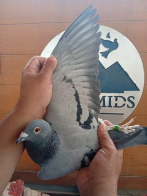 طير الفيلكاوي لوفت/2