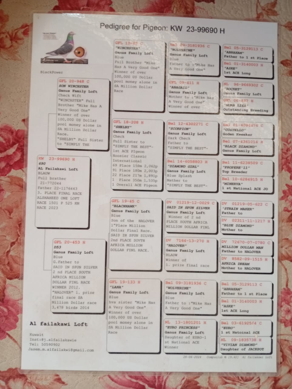 طير الفيلكاوي لوفت/2 - Image 3