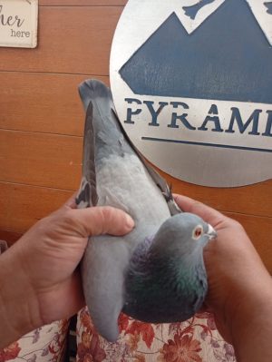 Alternative view of طير الفيلكاوي لوفت/2