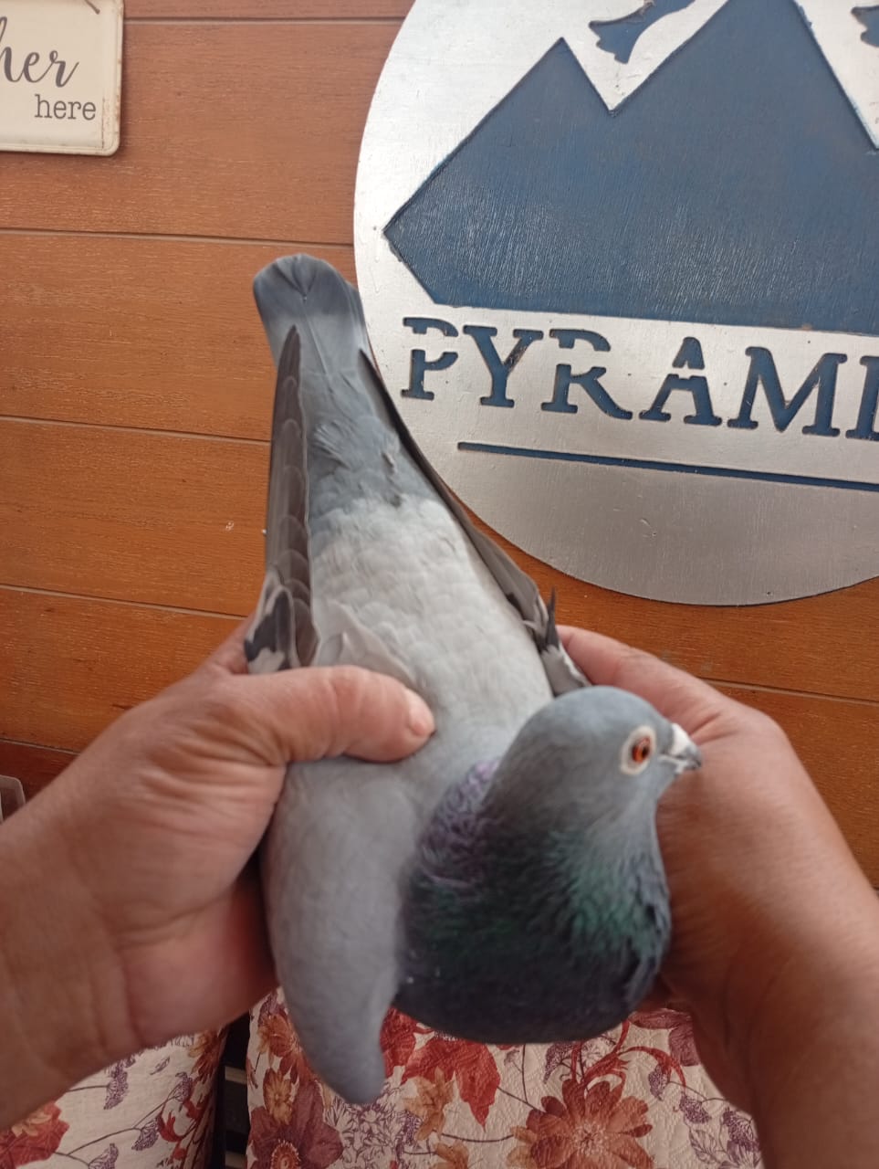 طير الفيلكاوي لوفت/2 - Image 2