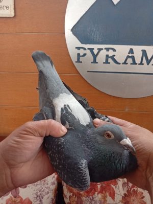 Alternative view of طير الفيلكاوي لوفت /3