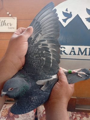 طير الفيلكاوي لوفت /3