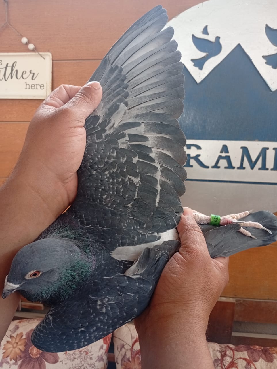 طير الفيلكاوي لوفت /3