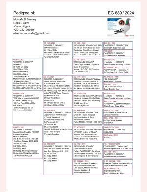 Alternative view of طير الاسطورة استاذ مصطفي السمري/2