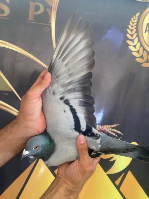 طير الاستاذ مصطفي السمري 477 اخ اب وام لتاني السوبر اس