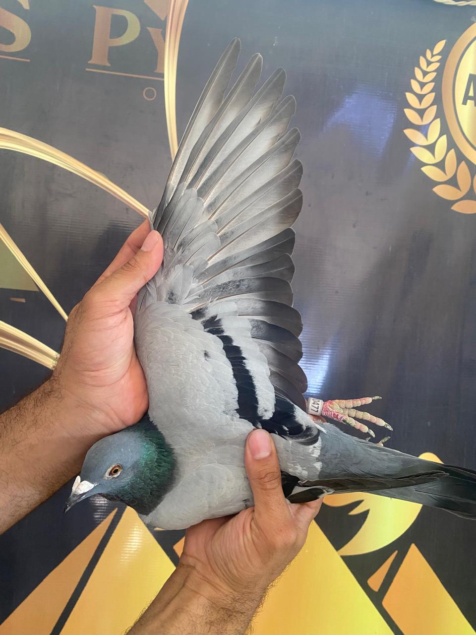 طير الاستاذ مصطفي السمري 477 اخ اب وام لتاني السوبر اس