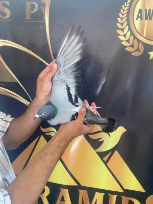 طير لوفت الامل