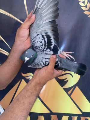 طير الحج عبدو الارضي