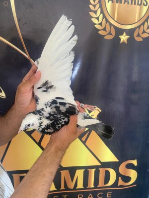طير تفريخ البطل احمد الوصيفي