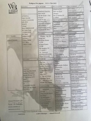 Alternative view of طير تفريخ البطل احمد الوصيفي