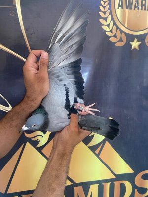 طير البطل يوسف شعبان