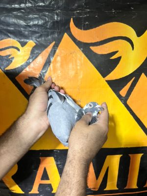 58 للحج عبدو الارضي