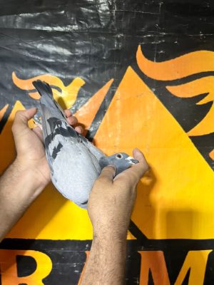 4173250 للبطل توم فان جافر