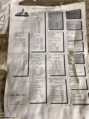 Alternative view of 10 للبطل احمد حمدي