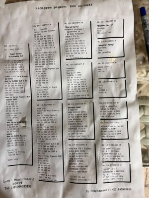 Alternative view of 5633 للبطل وائل الشريف