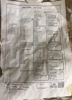 Alternative view of 333 للبطل عبد العزيز احمد