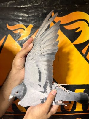 5071 للحج عبدو الارضي