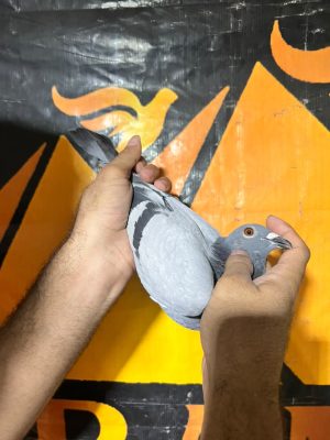 2208 للحج عبدو الارضي