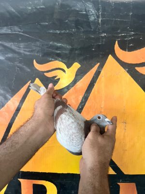 طير استيفان لمبرخت 6185179