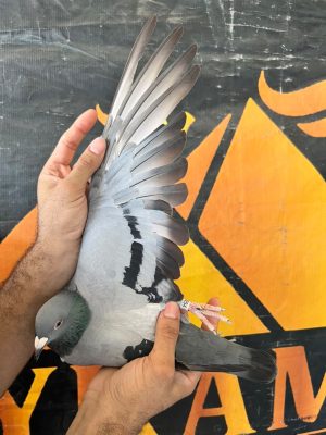 4173254 لتوم فان جافر