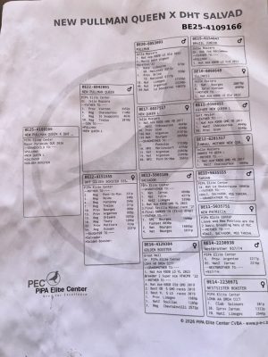 Alternative view of 4109166 للبيبا