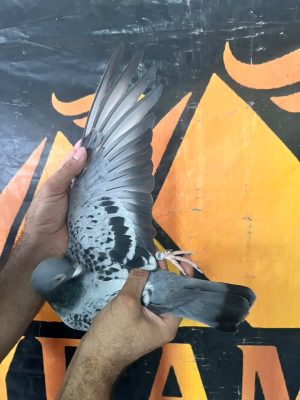 6181086 لكاير بطل بلجيكا