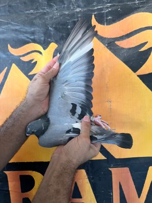 251 للحج عبدو الارضي