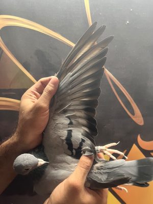 11898 للبطل حمد الصواغ