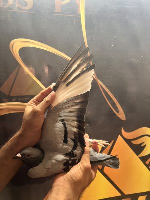 677 للاسطورة استاذ مصطفي السمري