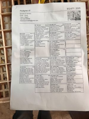 Alternative view of 677 للاسطورة استاذ مصطفي السمري