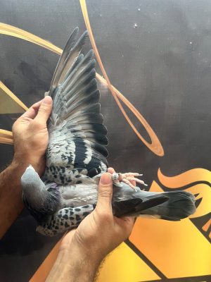 113899 للبطل حمد الصواغ