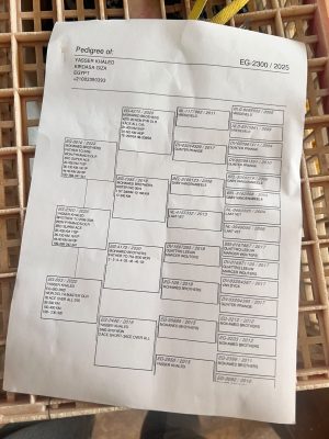 Alternative view of 2300 للبطل ياسر خالد