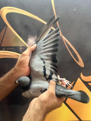 2300 للبطل ياسر خالد