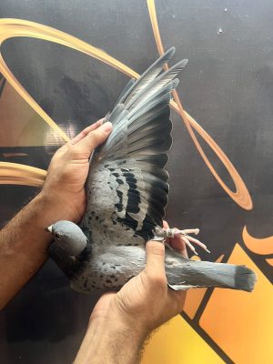 طيرة البطل فان بارس