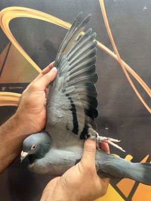 147475 الفيلكاوي لوفت