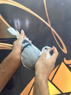1622 للبطل احمد الوصيفي