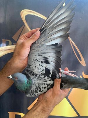 292 للحج عبدو الارضي